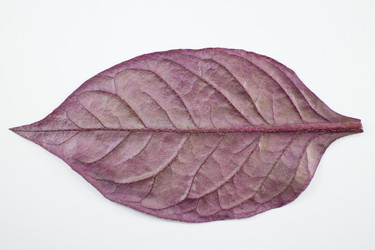 Similar image 20059237