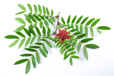 Similar image 20059254