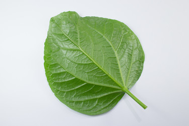 Similar image 20059256