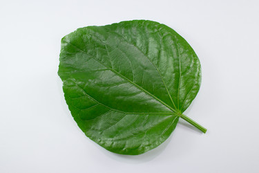 Similar image 20059257