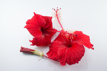 Similar image 20059160