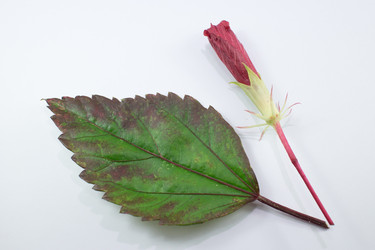 Similar image 20059161