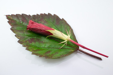 Similar image 20059162