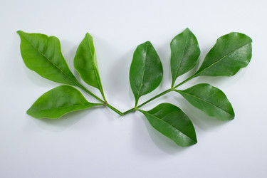 Similar image 20059197