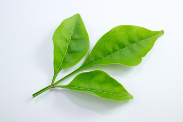 Similar image 20059198