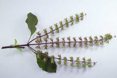 Similar image 20059200