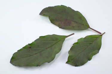 Similar image 20059367