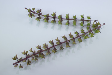 Similar image 20059368