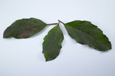 Similar image 20059225