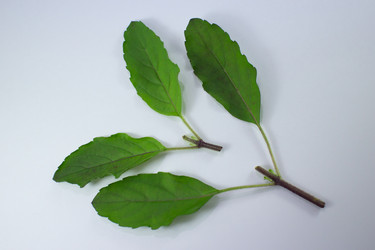 Similar image 20059229