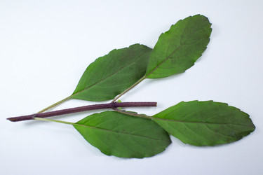 Similar image 20059240