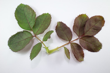 Similar image 20059205