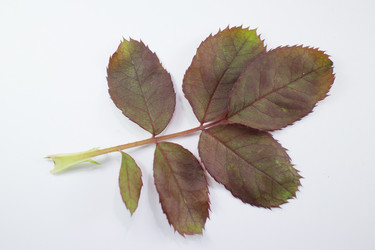 Similar image 20059209