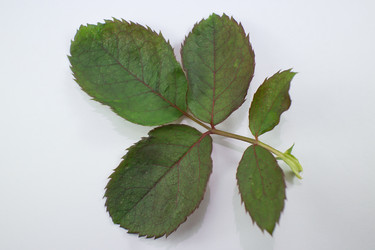 Similar image 20059213