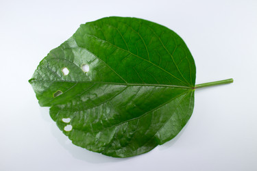 Similar image 20059354