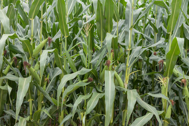 Similar image 20194637