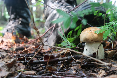 Similar image 20051454