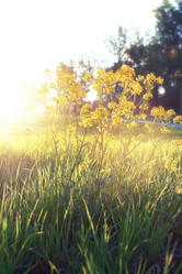 Similar image 20051596