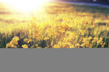 Similar image 20051597