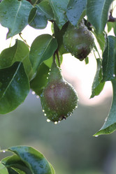 Similar image 20051690