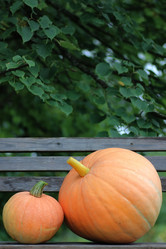 Similar image 20051729