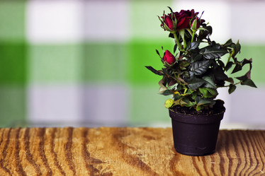 Similar image 20052167