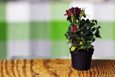 Similar image 20052168