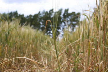 Similar image 20052660