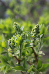 Similar image 20052688