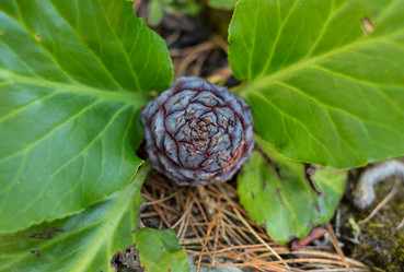 Similar image 20170976