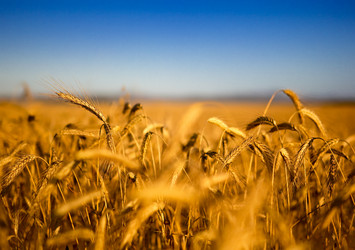 Similar image 20060544