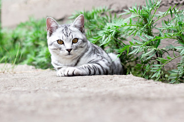 Similar image 20062190