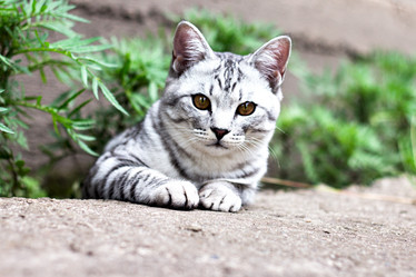 Similar image 20062232