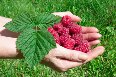 Similar image 20061896