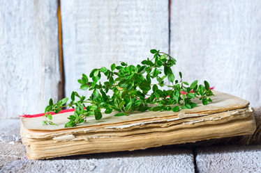 Similar image 20061922