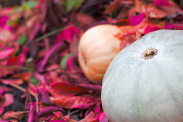 Similar image 20060941