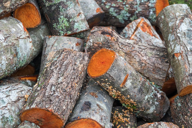 Similar image 19946505