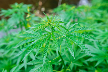 Similar image 20175169