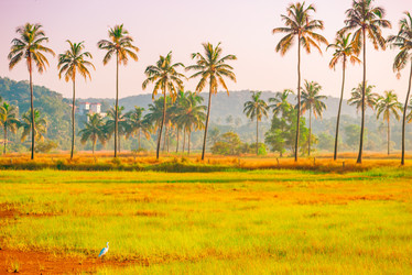 Similar image 20071052