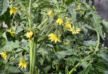 Similar image 20158512