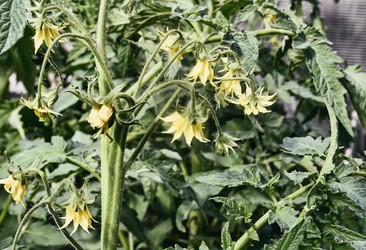 Similar image 20161105