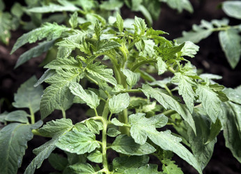 Similar image 20161134