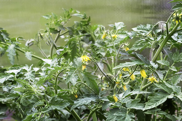 Similar image 20161135