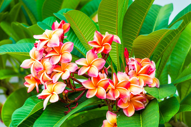 Similar image 20071486