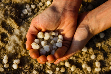 Similar image 20160771