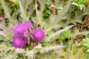 Similar image 19951673