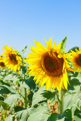 Similar image 20070184