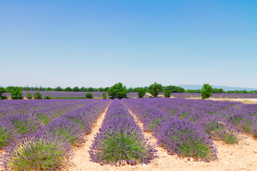 Similar image 20070185