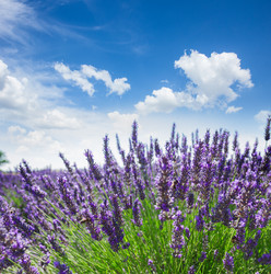 Similar image 20070187