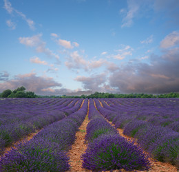 Similar image 20070190